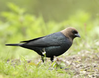 Brown-headed Cowbird Molothrus ater
