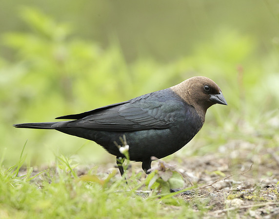 Brown-headed Cowbird Molothrus ater
