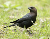 Brown-headed Cowbird Molothrus ater