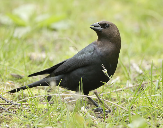 Brown-headed Cowbird Molothrus ater
