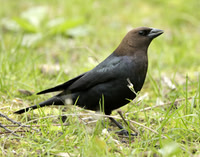 Brown-headed Cowbird Molothrus ater