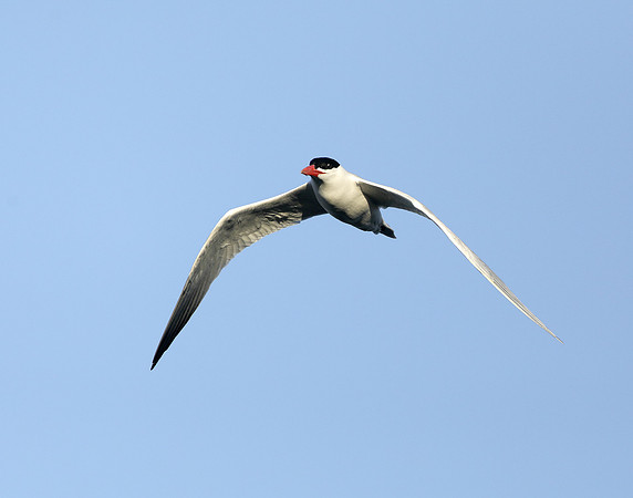 Caspian Tern Hydroprogne caspia