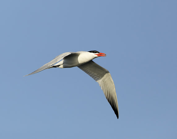 Caspian Tern Hydroprogne caspia