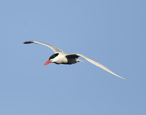 Caspian Tern Hydroprogne caspia