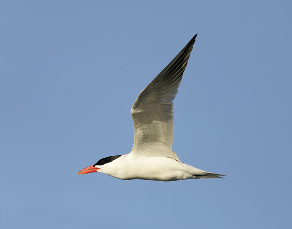 Caspian Tern Hydroprogne caspia