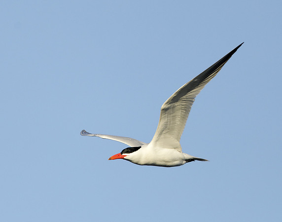 Caspian Tern Hydroprogne caspia