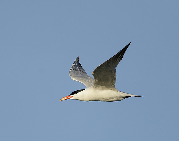 Caspian Tern Hydroprogne caspia