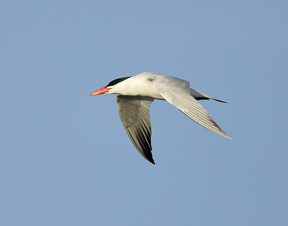 Caspian Tern Hydroprogne caspia