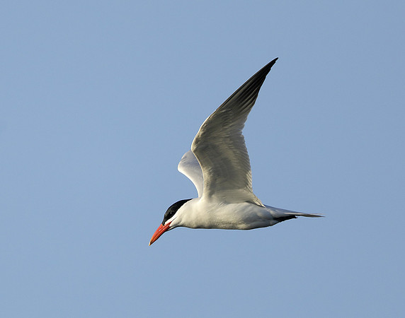 Caspian Tern Hydroprogne caspia