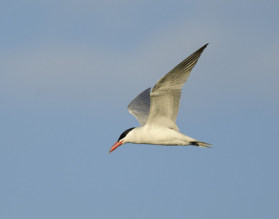 Caspian Tern Hydroprogne caspia