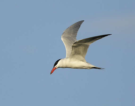 Caspian Tern Hydroprogne caspia