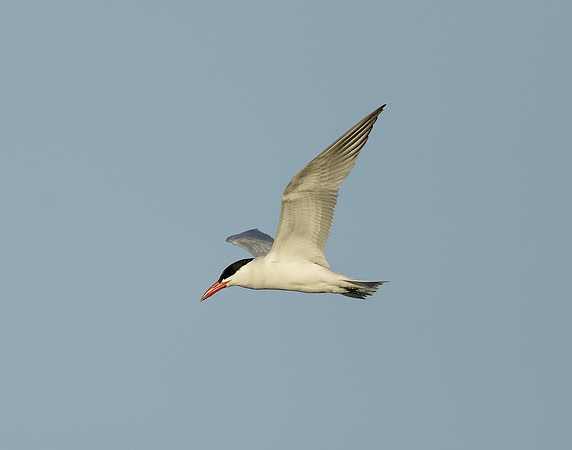 Caspian Tern Hydroprogne caspia