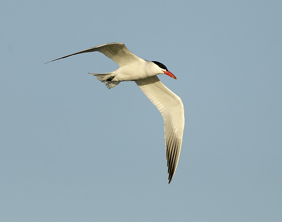 Caspian Tern Hydroprogne caspia