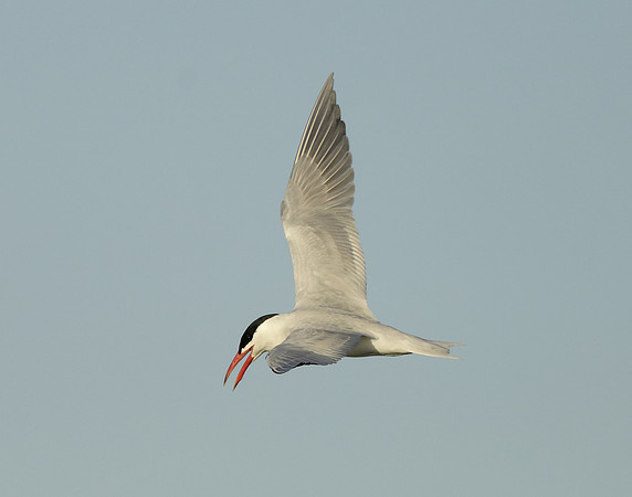 Caspian Tern Hydroprogne caspia