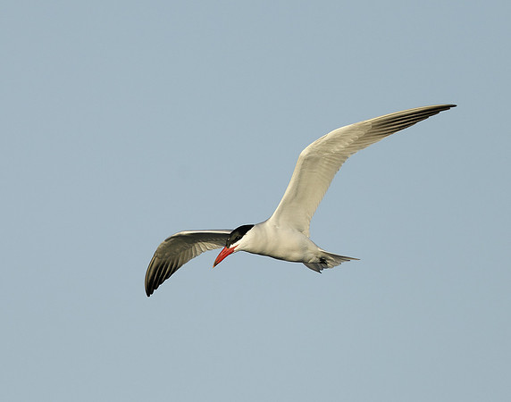 Caspian Tern Hydroprogne caspia