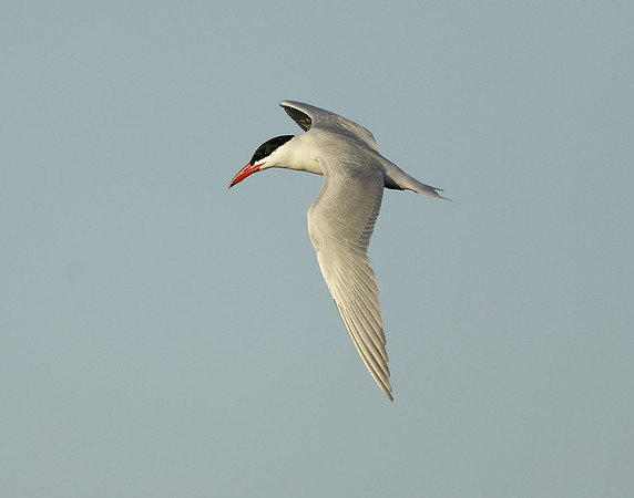 Caspian Tern Hydroprogne caspia
