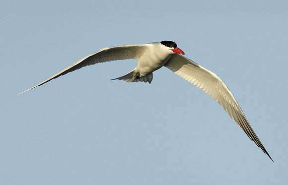 Caspian Tern Hydroprogne caspia