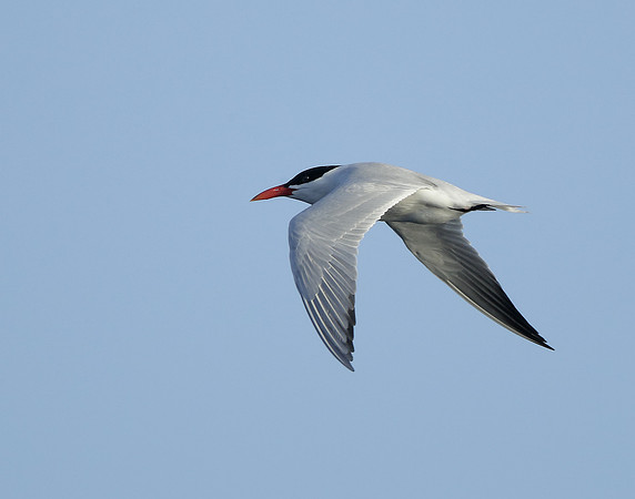 Caspian Tern Hydroprogne caspia