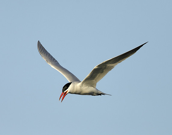 Caspian Tern Hydroprogne caspia