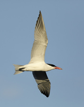 Caspian Tern Hydroprogne caspia