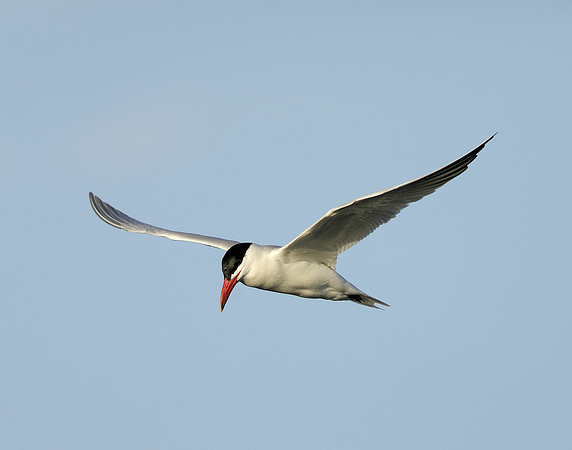 Caspian Tern Hydroprogne caspia