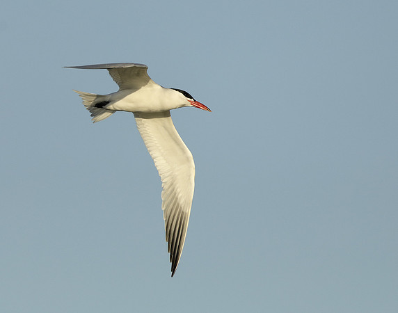 Caspian Tern Hydroprogne caspia