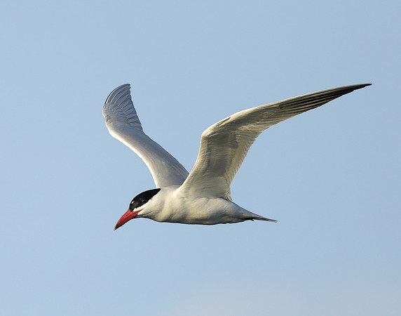 Caspian Tern Hydroprogne caspia