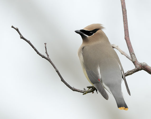 Cedar Waxwing Bombycilla cedrorum