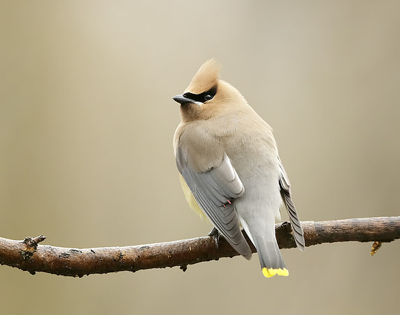 Cedar Waxwing Bombycilla cedrorum