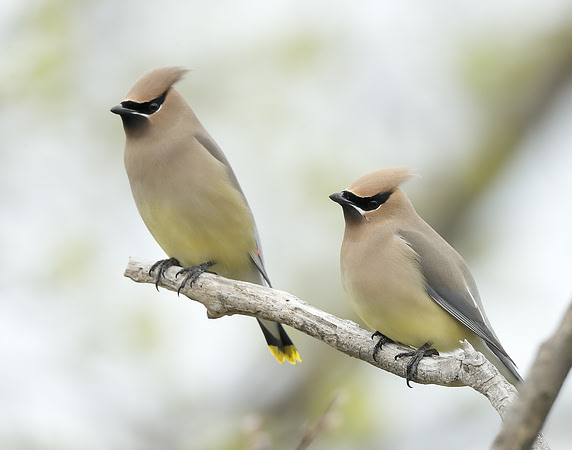 Cedar Waxwing Bombycilla cedrorum