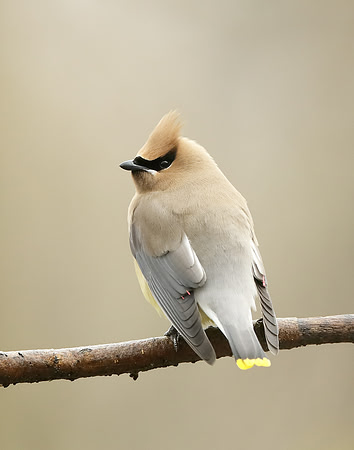 Cedar Waxwing Bombycilla cedrorum