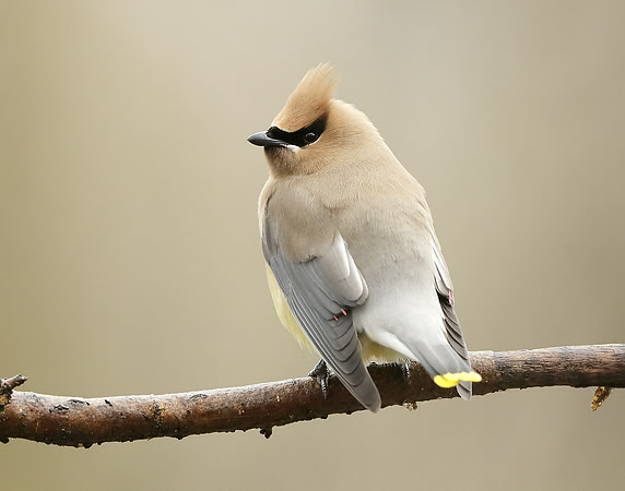 Cedar Waxwing Bombycilla cedrorum