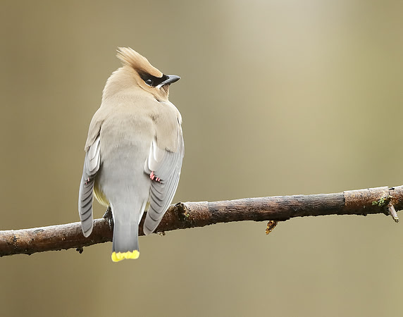 Cedar Waxwing Bombycilla cedrorum