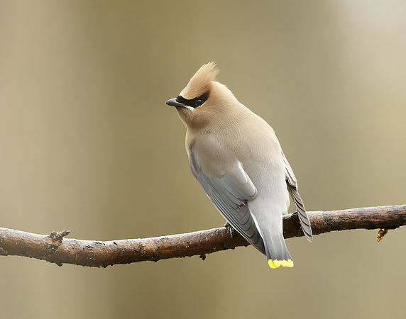 Cedar Waxwing Bombycilla cedrorum
