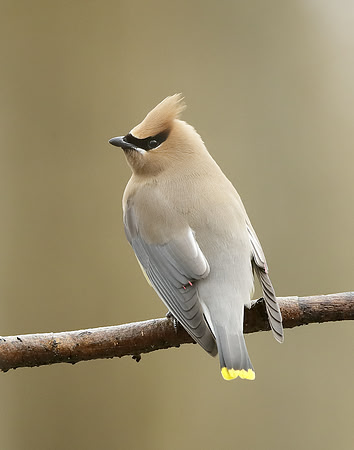 Cedar Waxwing Bombycilla cedrorum