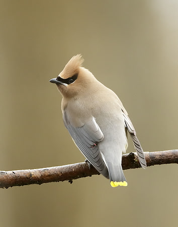 Cedar Waxwing Bombycilla cedrorum