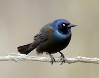 Common Grackle Quiscalus quiscula