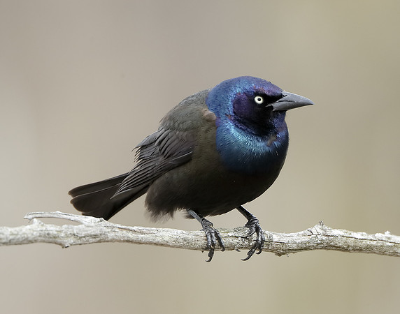 Common Grackle Quiscalus quiscula