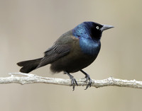 Common Grackle Quiscalus quiscula