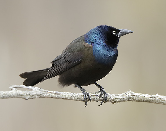 Common Grackle Quiscalus quiscula