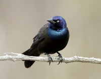 Common Grackle Quiscalus quiscula
