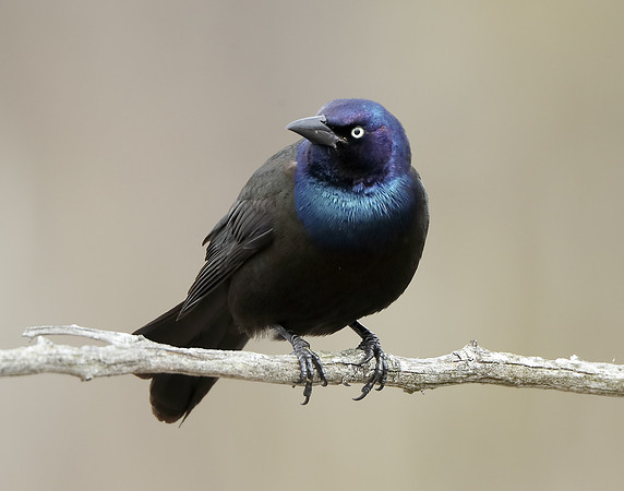 Common Grackle Quiscalus quiscula