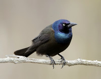 Common Grackle Quiscalus quiscula
