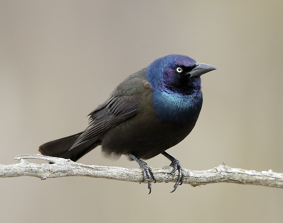 Common Grackle Quiscalus quiscula