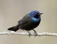 Common Grackle Quiscalus quiscula