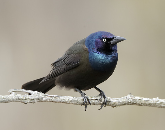 Common Grackle Quiscalus quiscula