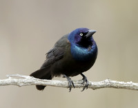 Common Grackle Quiscalus quiscula