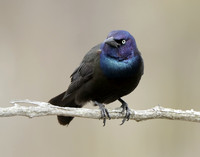 Common Grackle Quiscalus quiscula