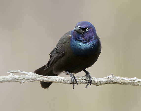 Common Grackle Quiscalus quiscula