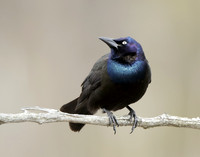 Common Grackle Quiscalus quiscula